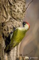 /album/galleria-fotografica/picchio-verde-23122017-4-jpg/